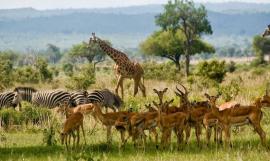 Zanzibar Beach with a Tanzania Selous Safari