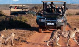 Cape Town, Wine, Joburg and Waterberg Safari