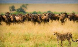 Kenya Tsavo Amboseli Safari with Mombasa Beach