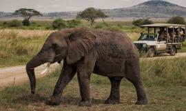 Zanzibar Beach & Serengeti Safari