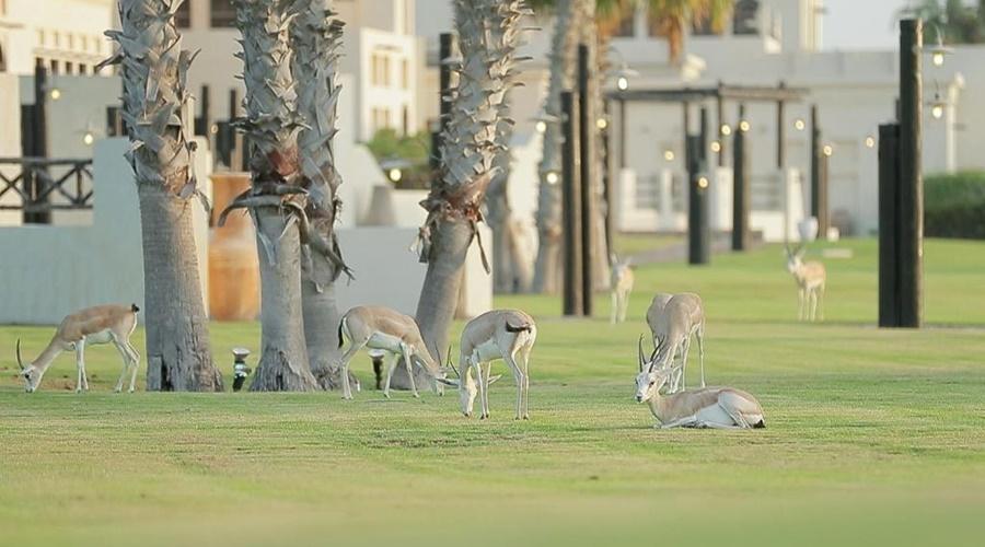 Al Maya Island & Resort